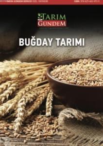 Buğday Tarımı